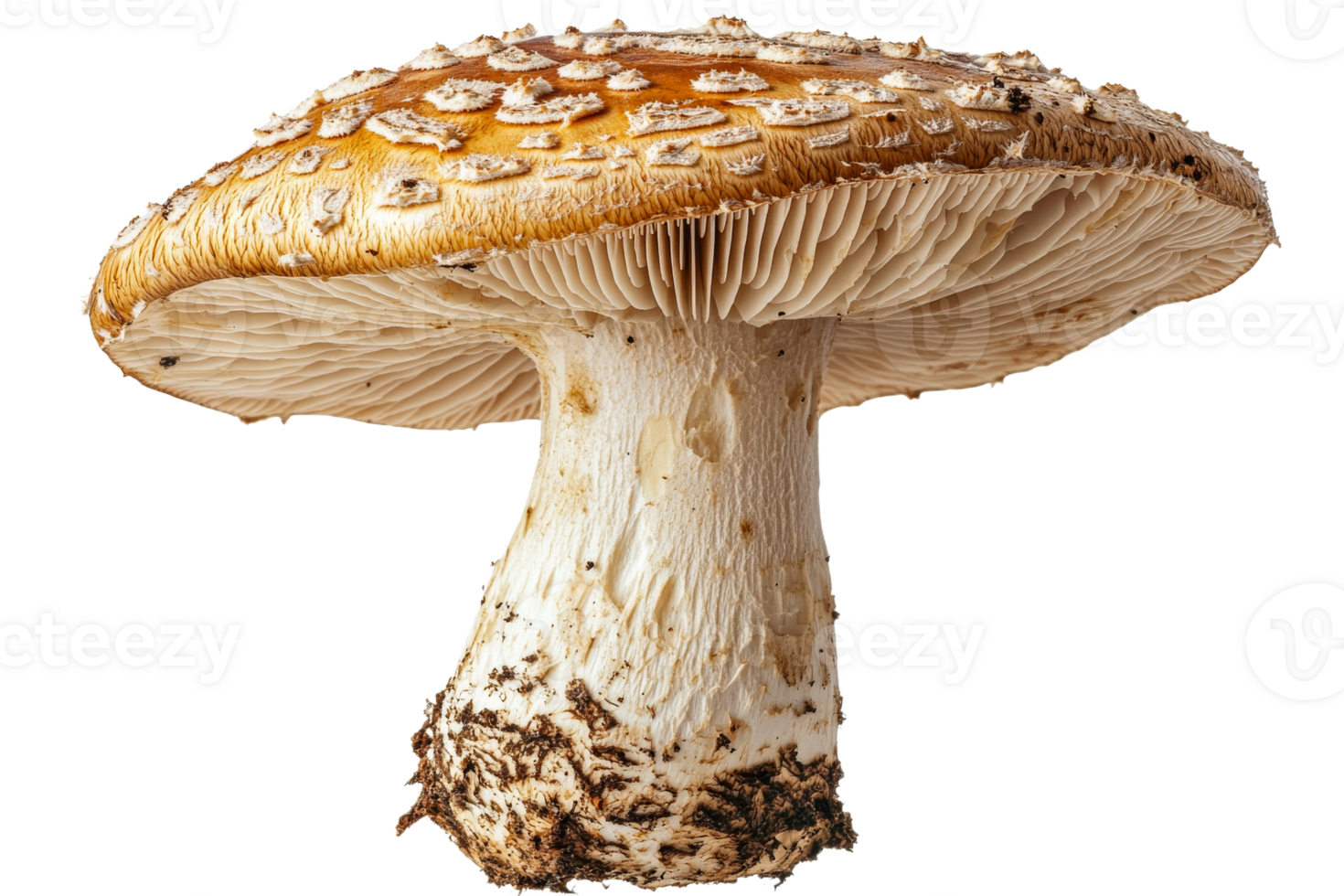 Large brown mushroom with white stem and gills png