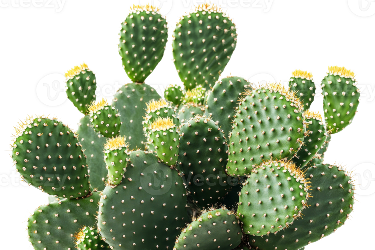 Bright green cactus cluster with yellow tips png