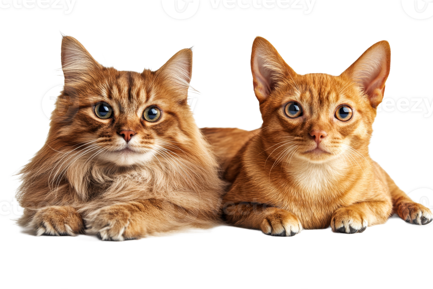 Two cats resting together with vibrant fur and features png