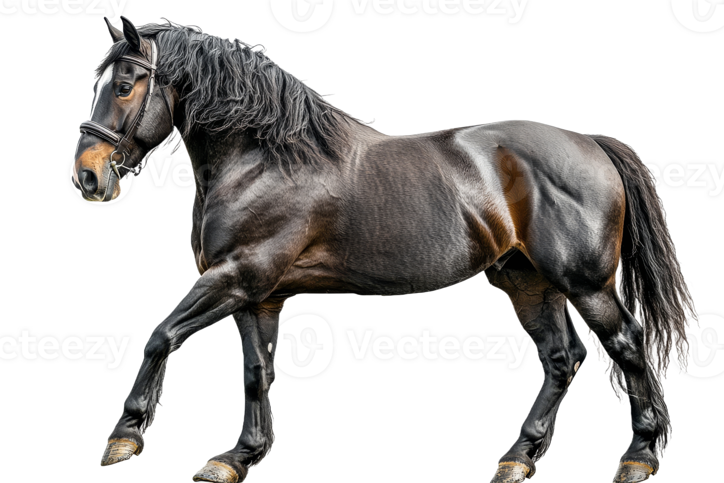 Black horse walking gracefully on a transparent background png