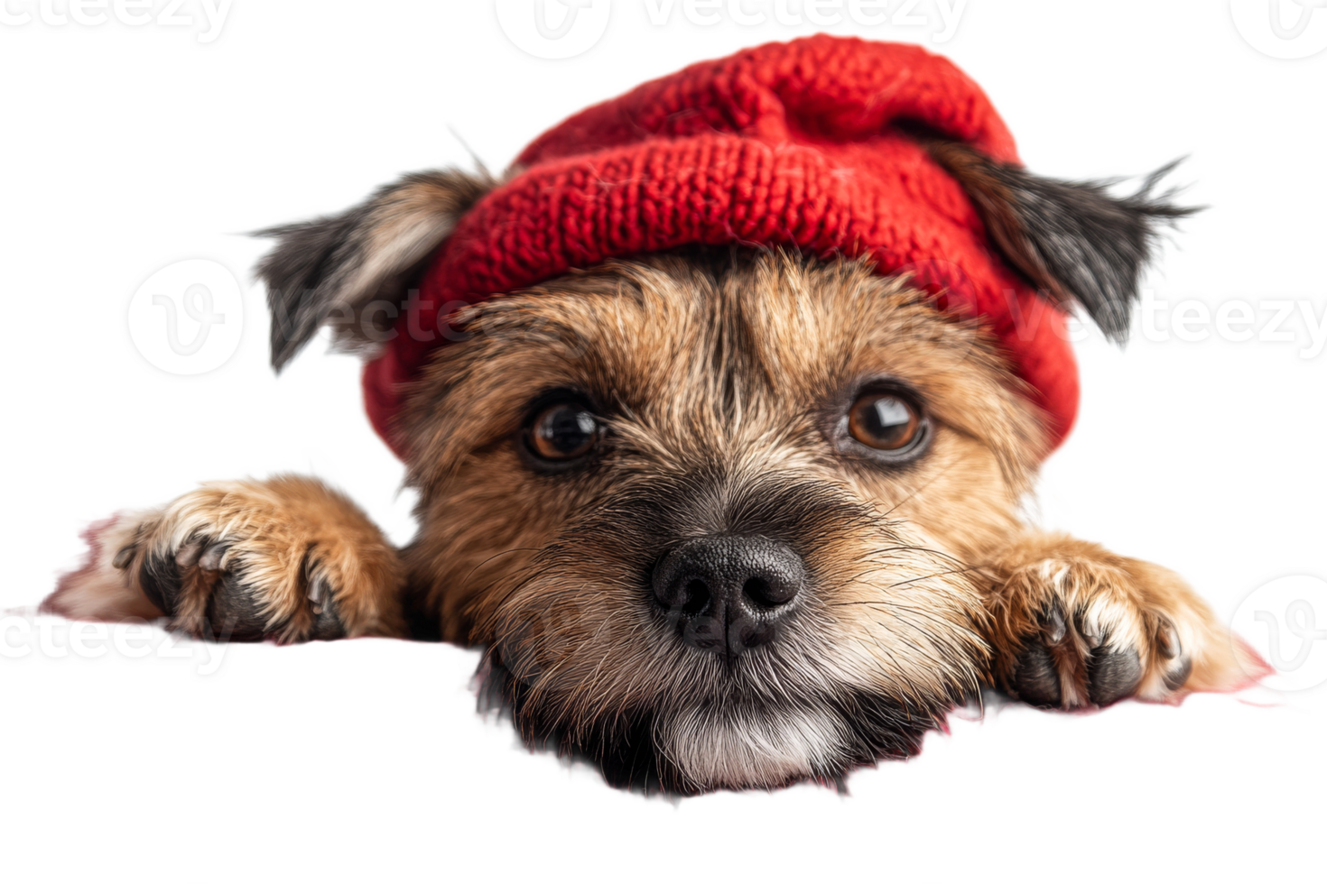 Cute dog wearing red hat with transparent background png