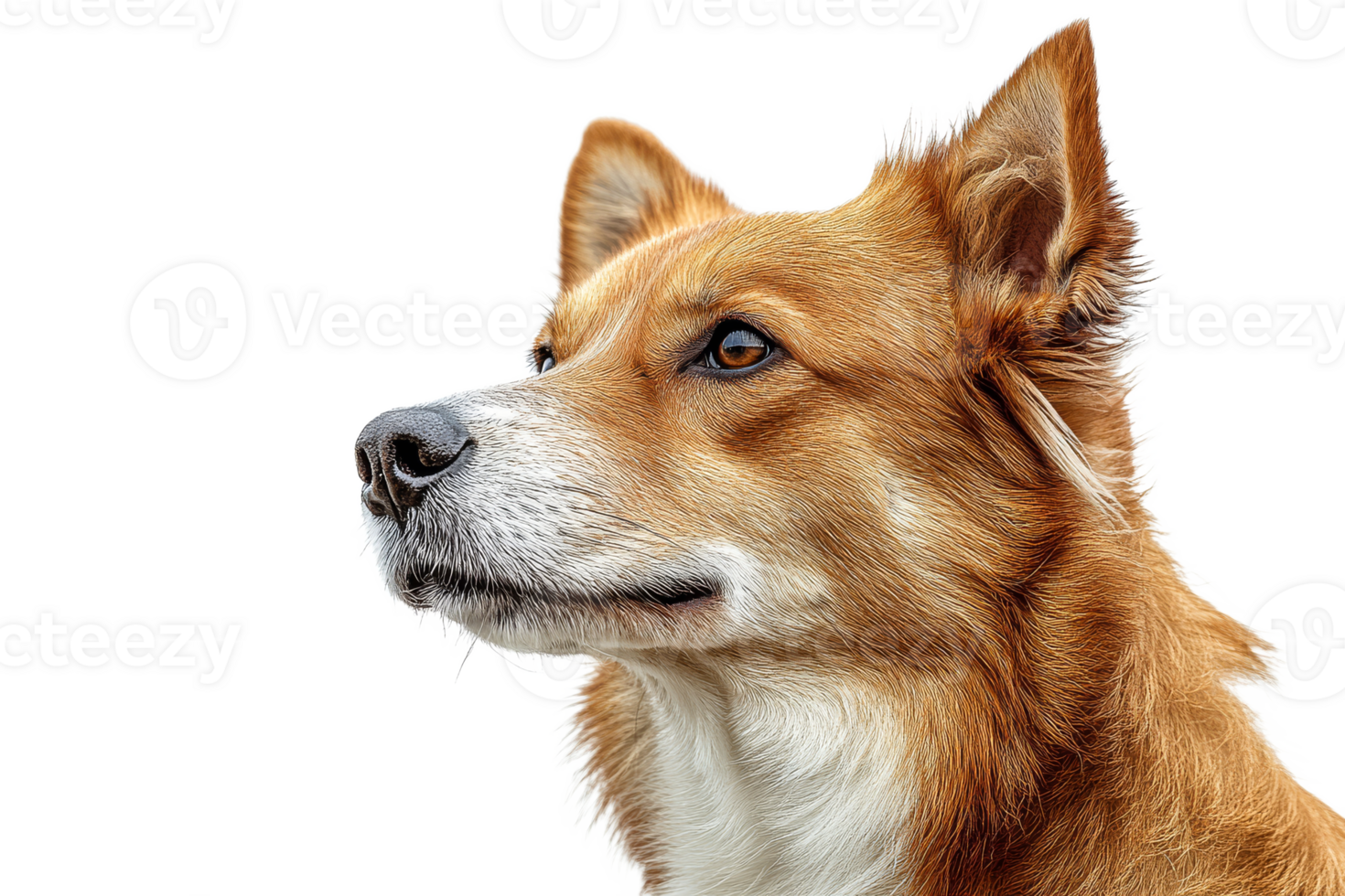 Portrait of a corgi with a calm expression and alert gaze png