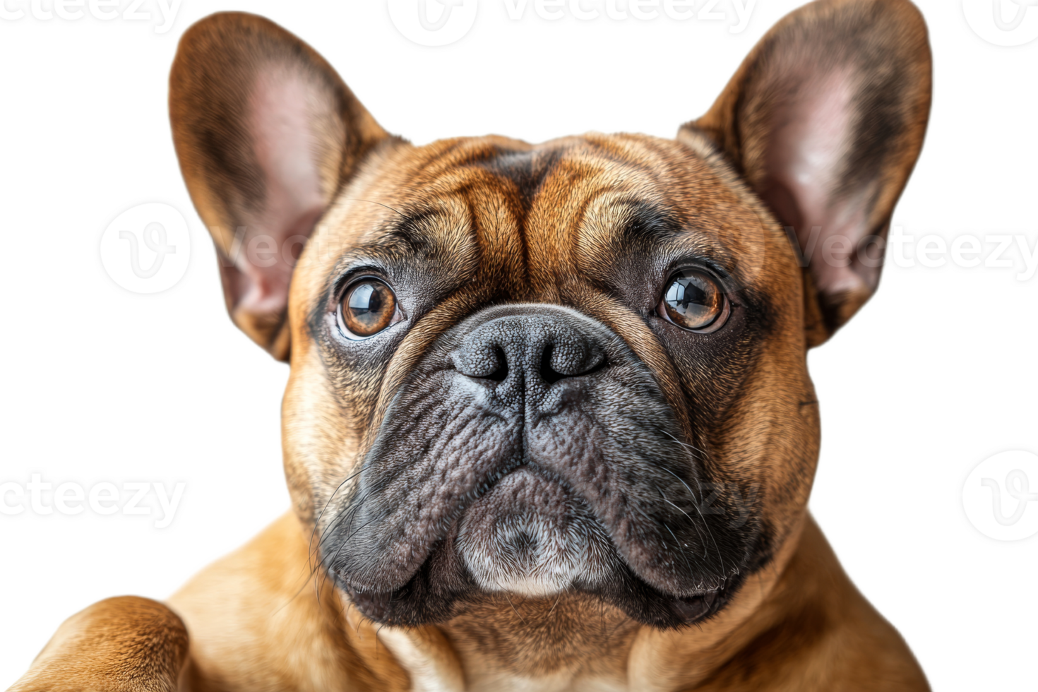 French bulldog with expressive eyes on a bright background png