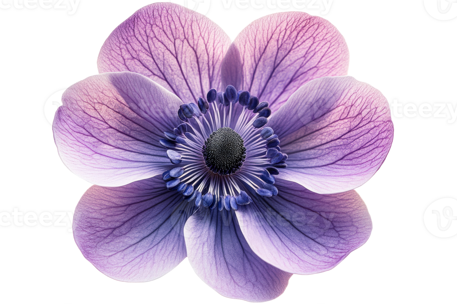 Purple flower with delicate petals and texture details png