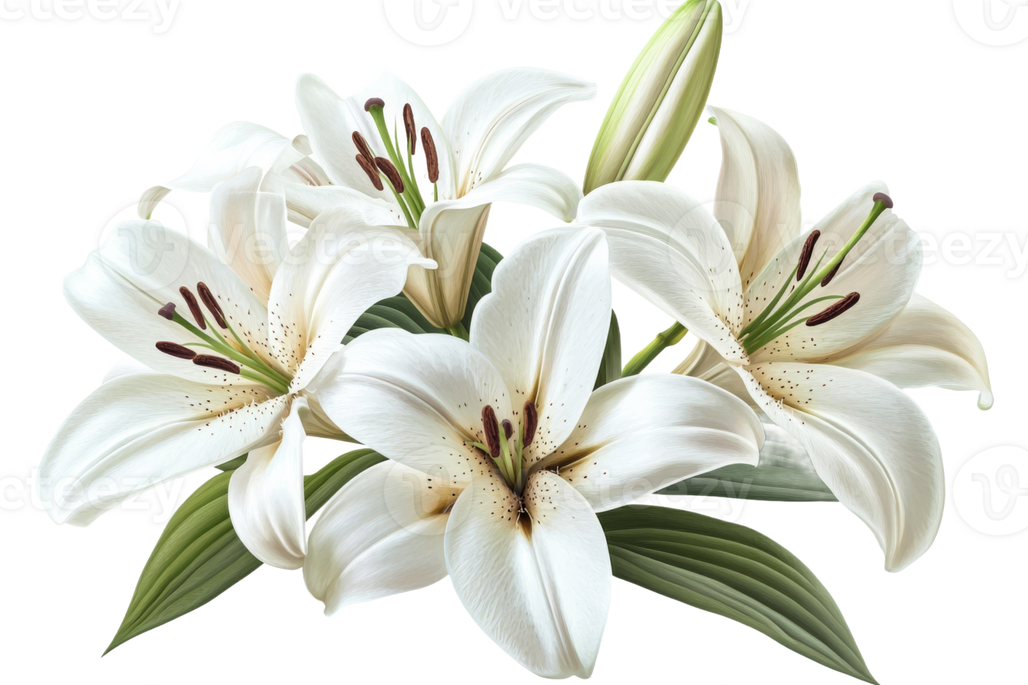 Beautiful white lilies blooming on a transparent background png