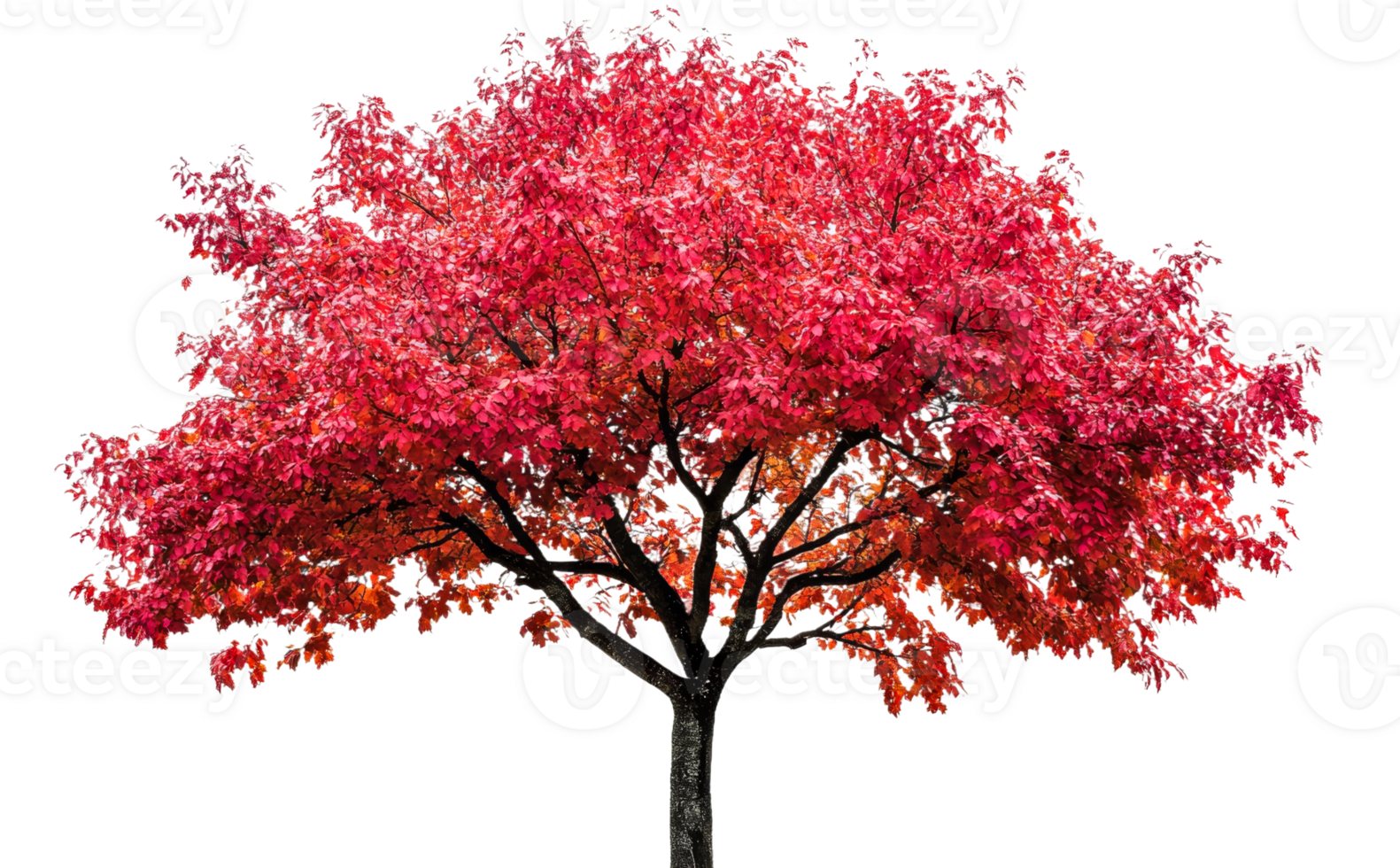 Colorful autumn tree with vibrant red leaves png