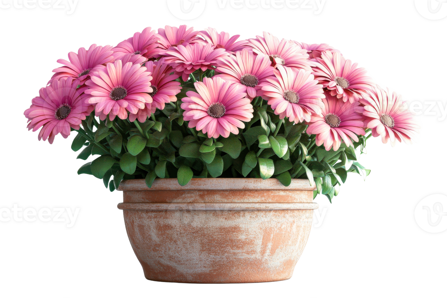 Beautiful pink daisies in a terracotta pot png