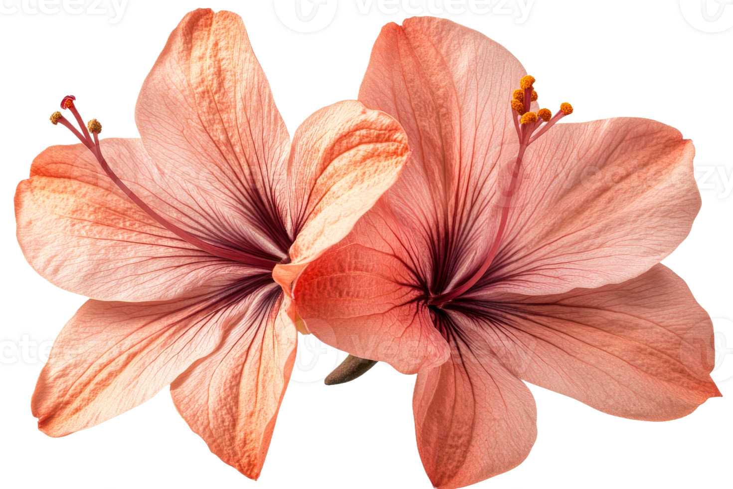 Beautiful pink hibiscus flowers with intricate petals png