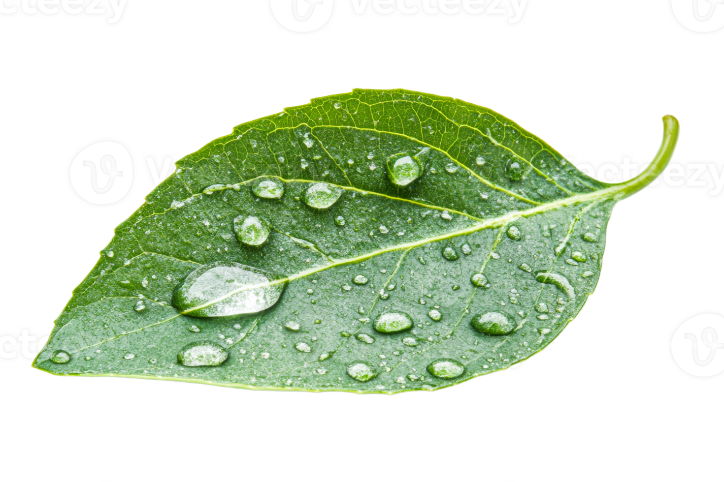 Green leaf with droplets on clear background png