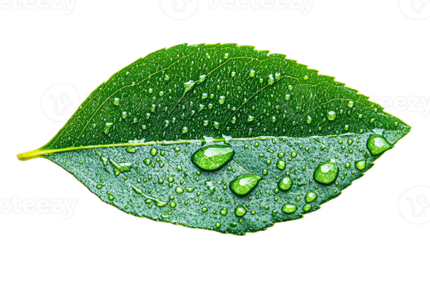 Green leaf with water droplets, cut out transparent png
