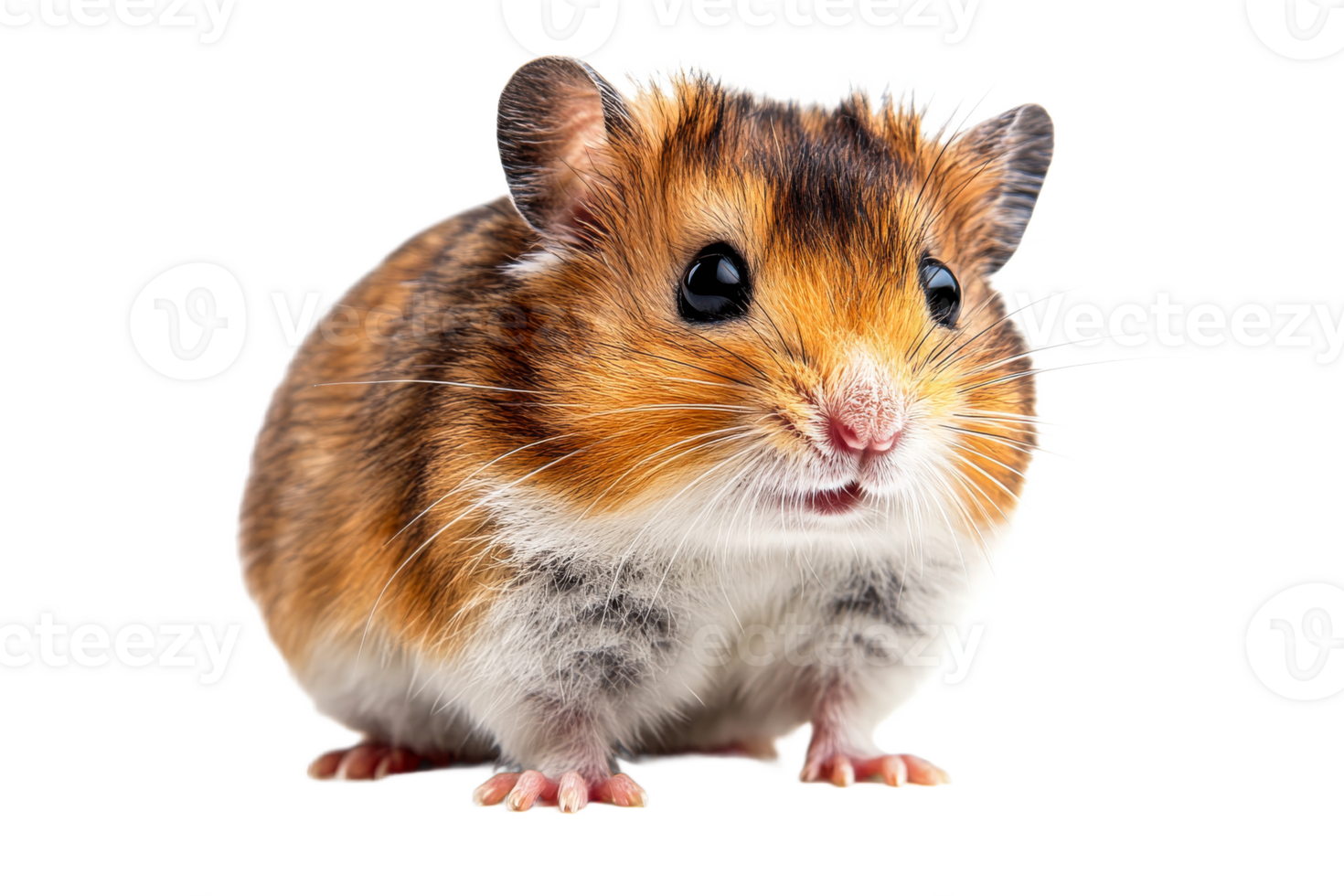 This small hamster features a vibrant orange and brown coat png