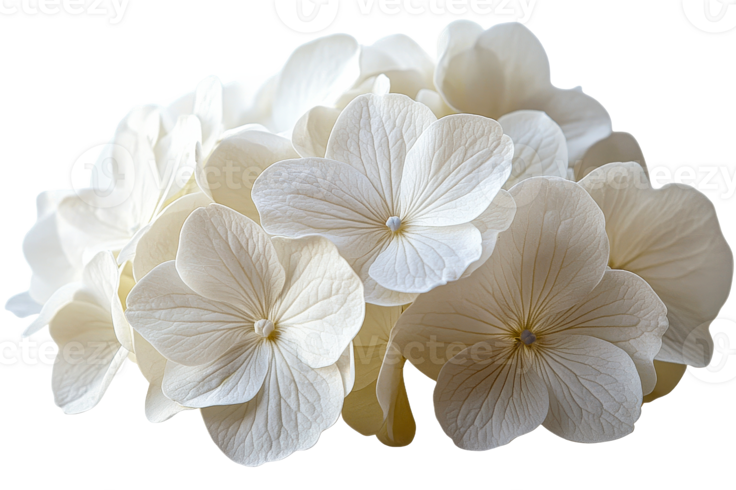 Delicate white hydrangea blossoms arranged beautifully png