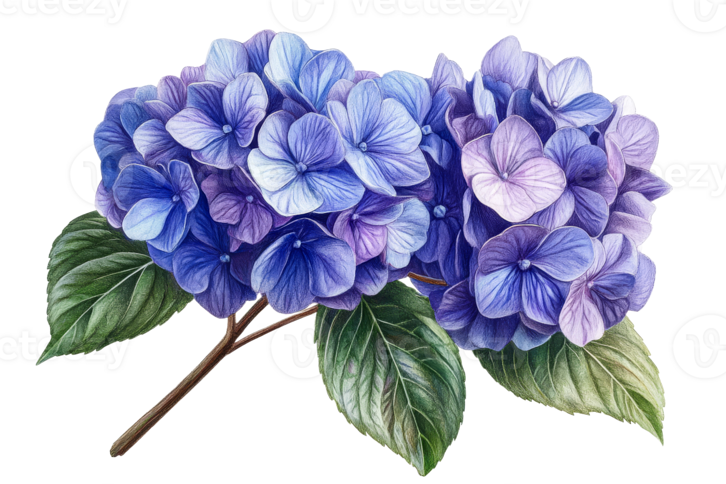 Colorful hydrangea blooms on clear background png
