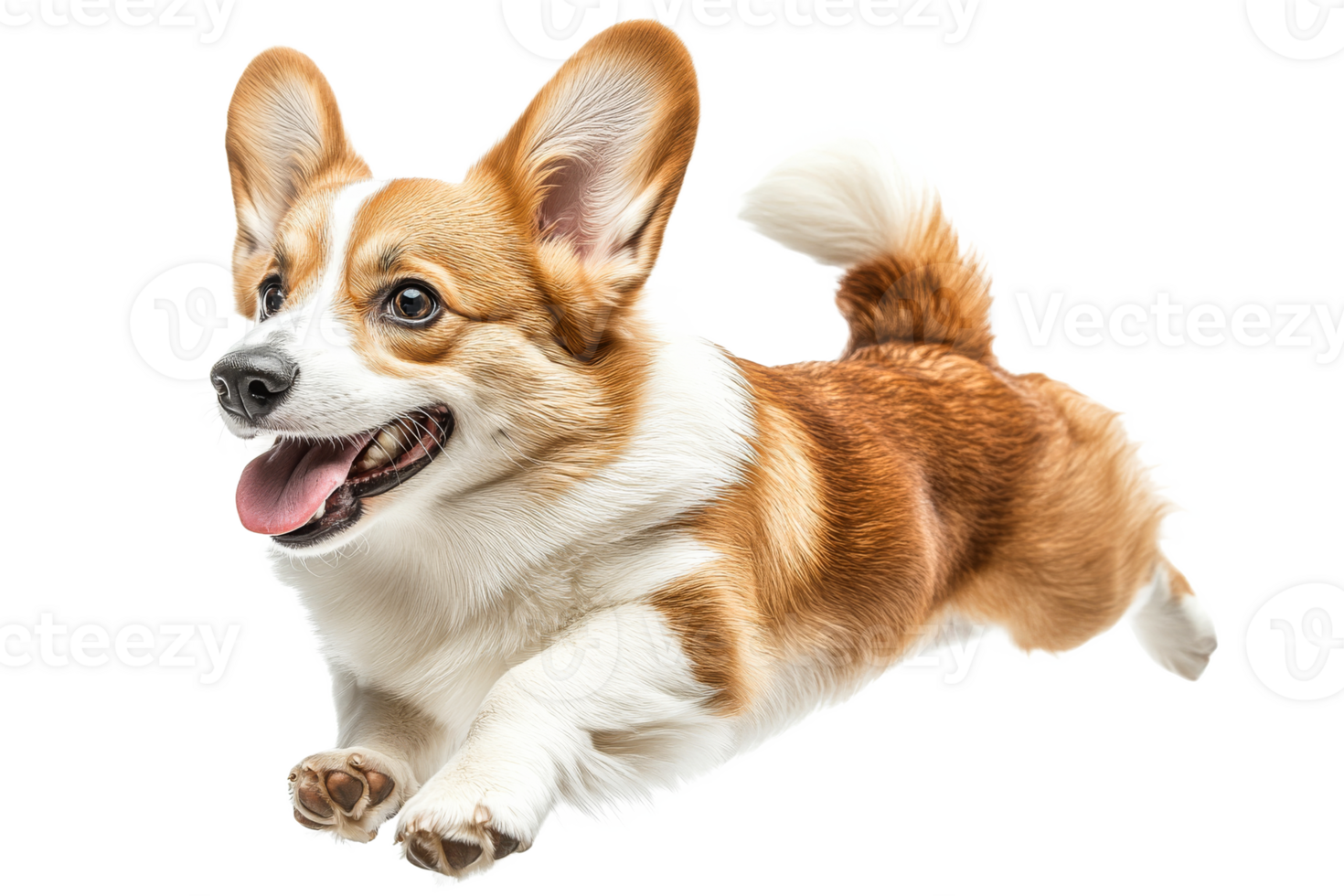 Happy corgi jumping in playful motion png