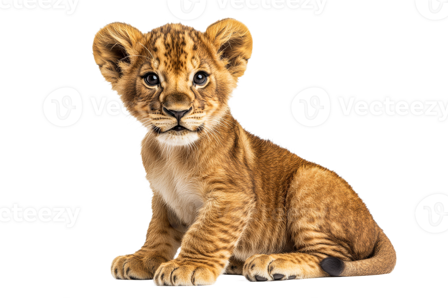Cute lion cub sitting calmly on a white background png