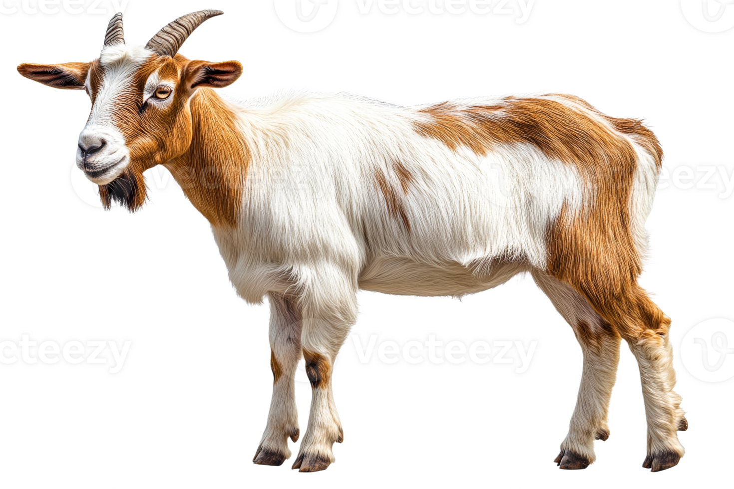 Goat on transparent background with brown and white fur png