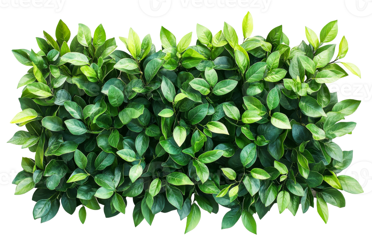 Lush green leaves with a transparent background, cut out png