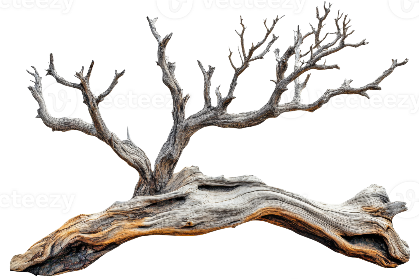 Unique weathered tree branch on transparent background png