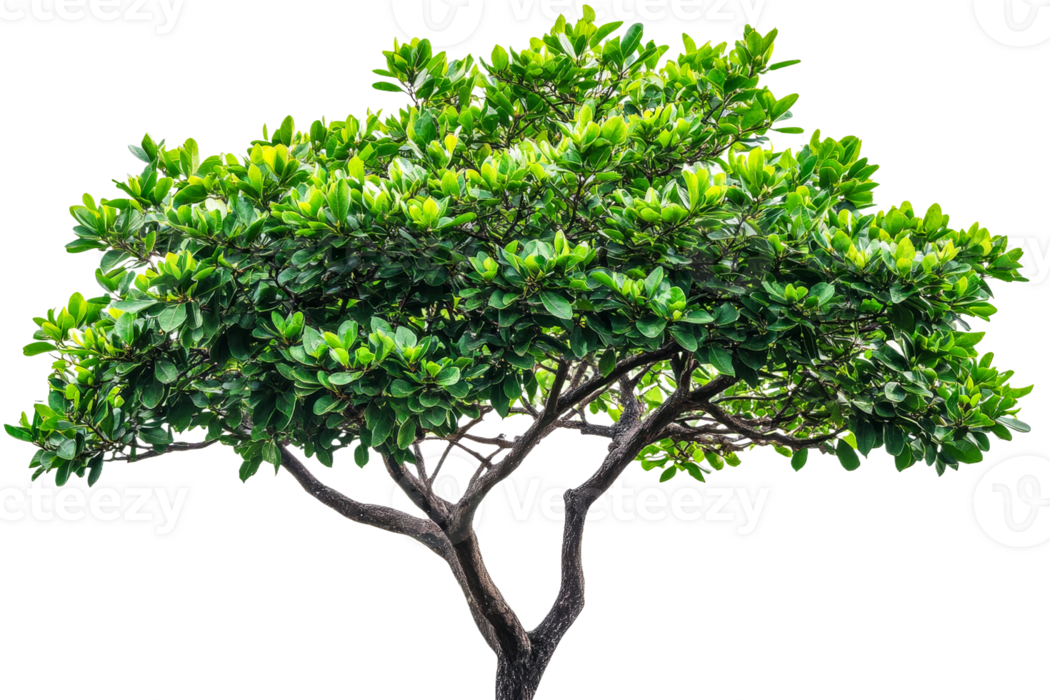 Lush green tree with vibrant foliage and sturdy trunk png