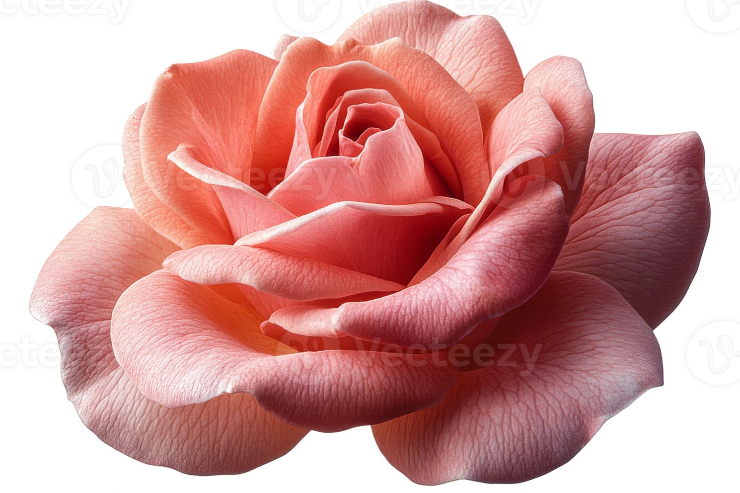 Delicate pink rose on a clear background png
