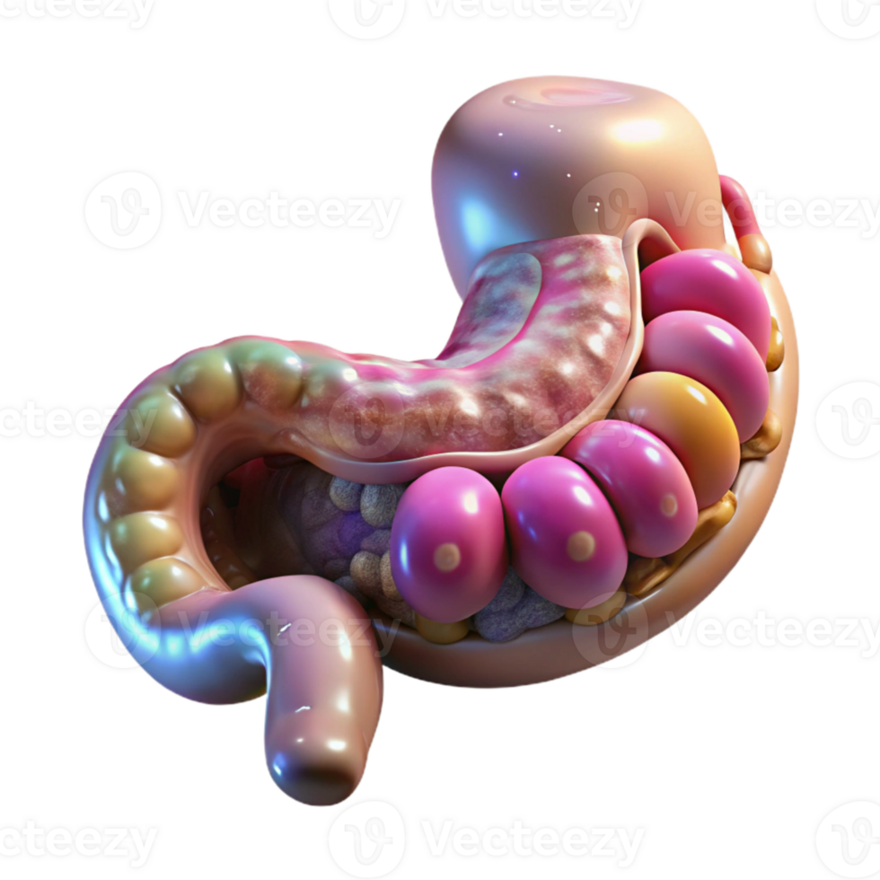 impressive traditional Nanotech Enhanced Digestive System Transparent authentic png