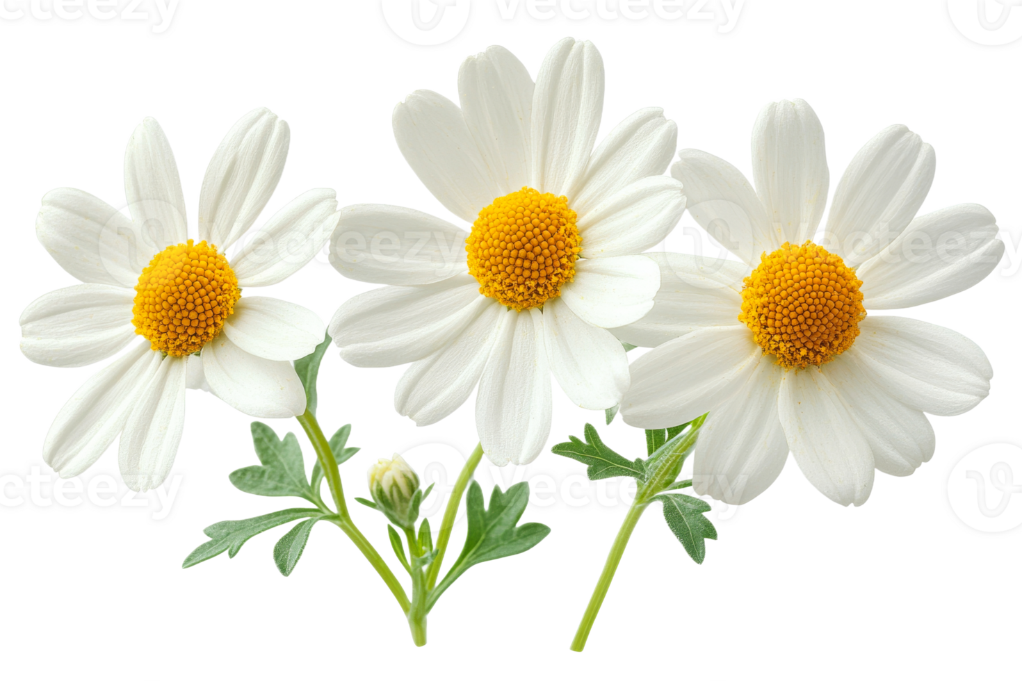 Beautiful white daisies on transparent background png
