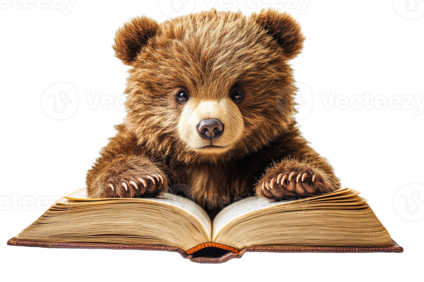 Cute bear reading a book with a transparent background png