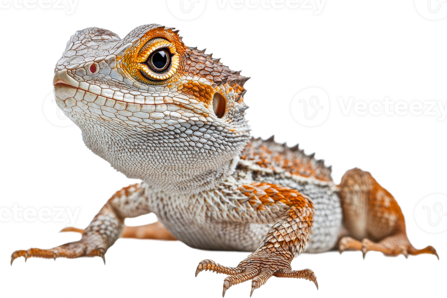 Colorful lizard resting calmly on a flat surface png