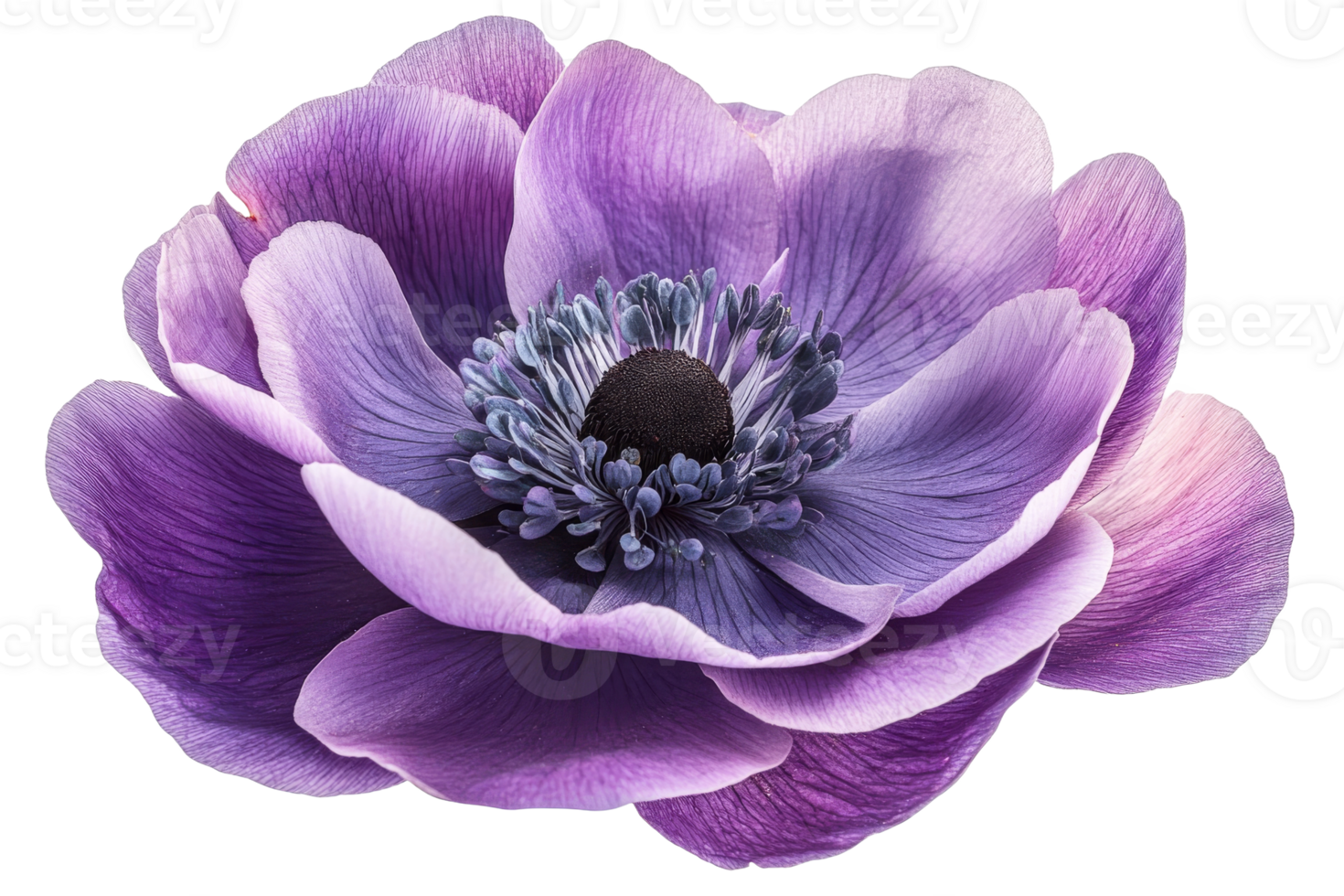 Beautiful purple flower with detailed petals and center png