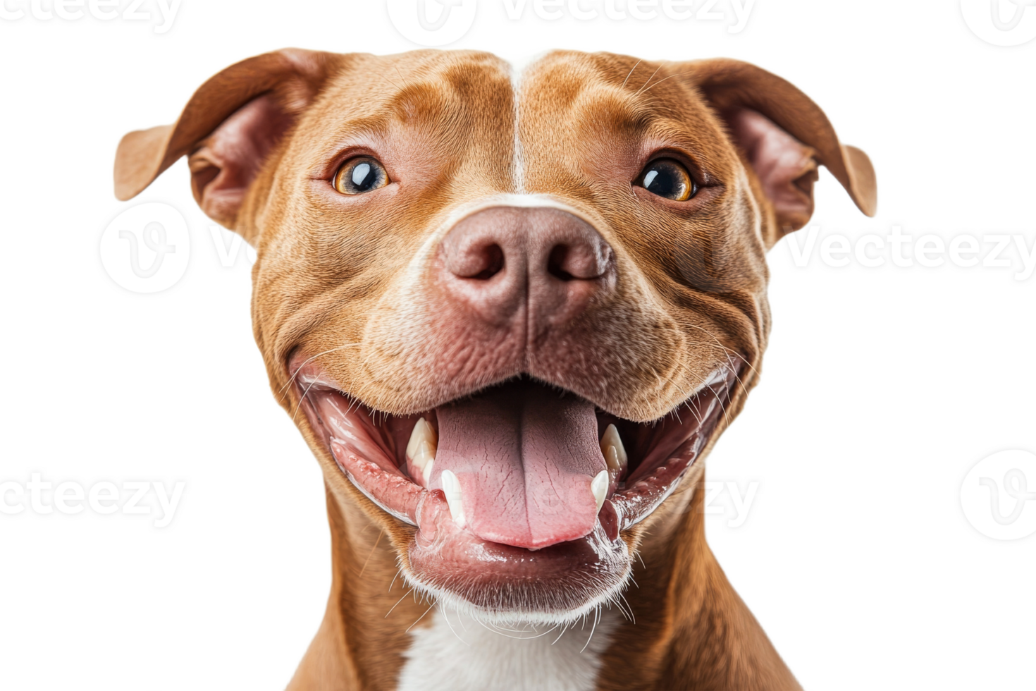 Joyful dog on transparent background png