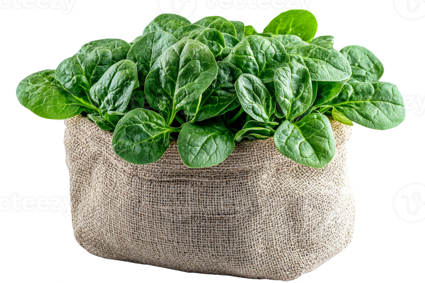Fresh spinach in a burlap sack ready for cooking png