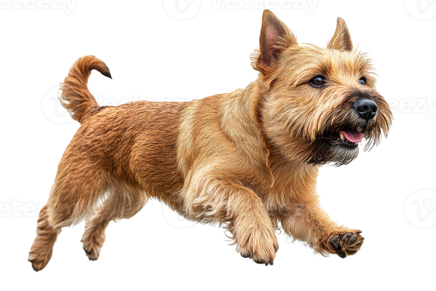 Dog joyfully running with energy and excitement png
