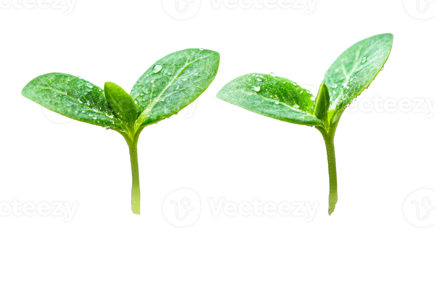 Green seedlings with droplets on a clear background png
