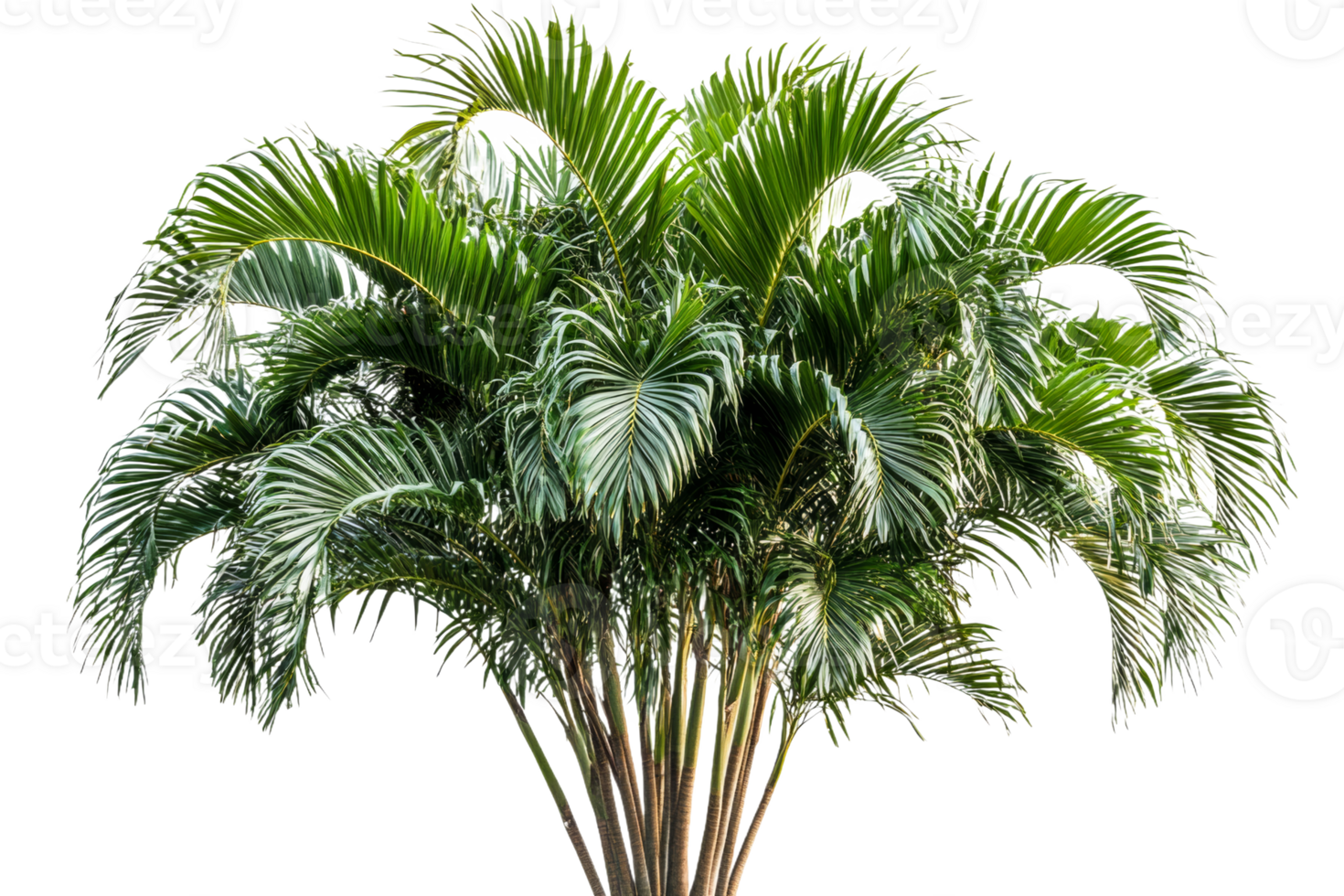 Lush palm tree with vibrant green fronds in sunny location png