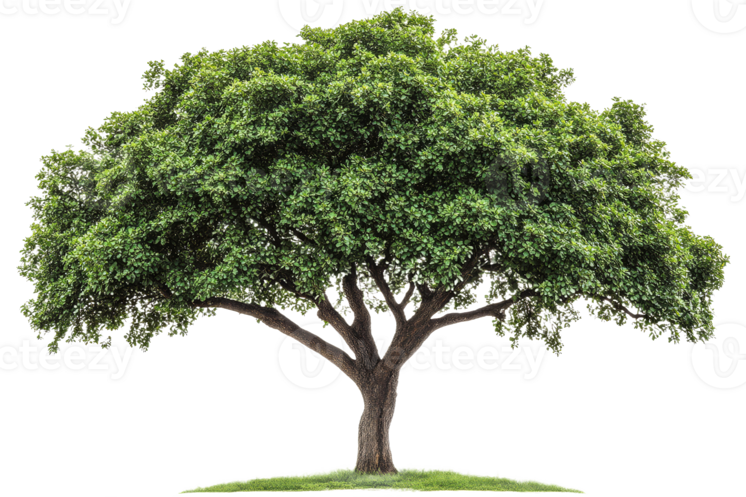 Lush green tree with a wide canopy in natural setting png
