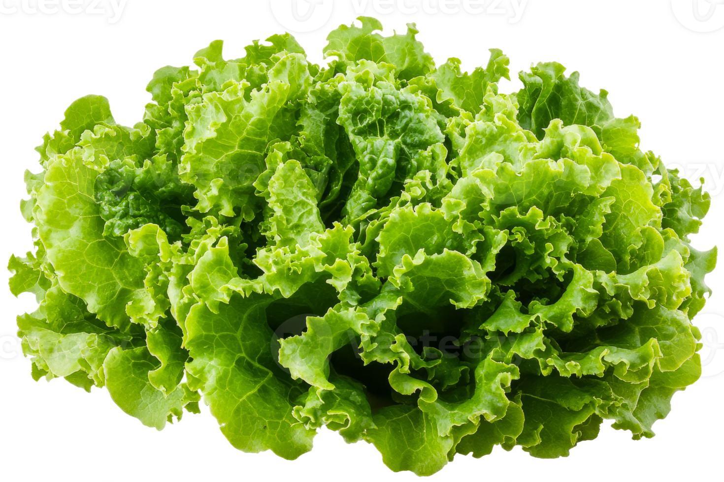 Crisp green lettuce on transparent background png