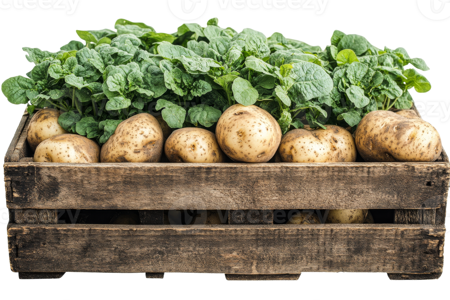 Freshly harvested potatoes and spinach in wooden crate png