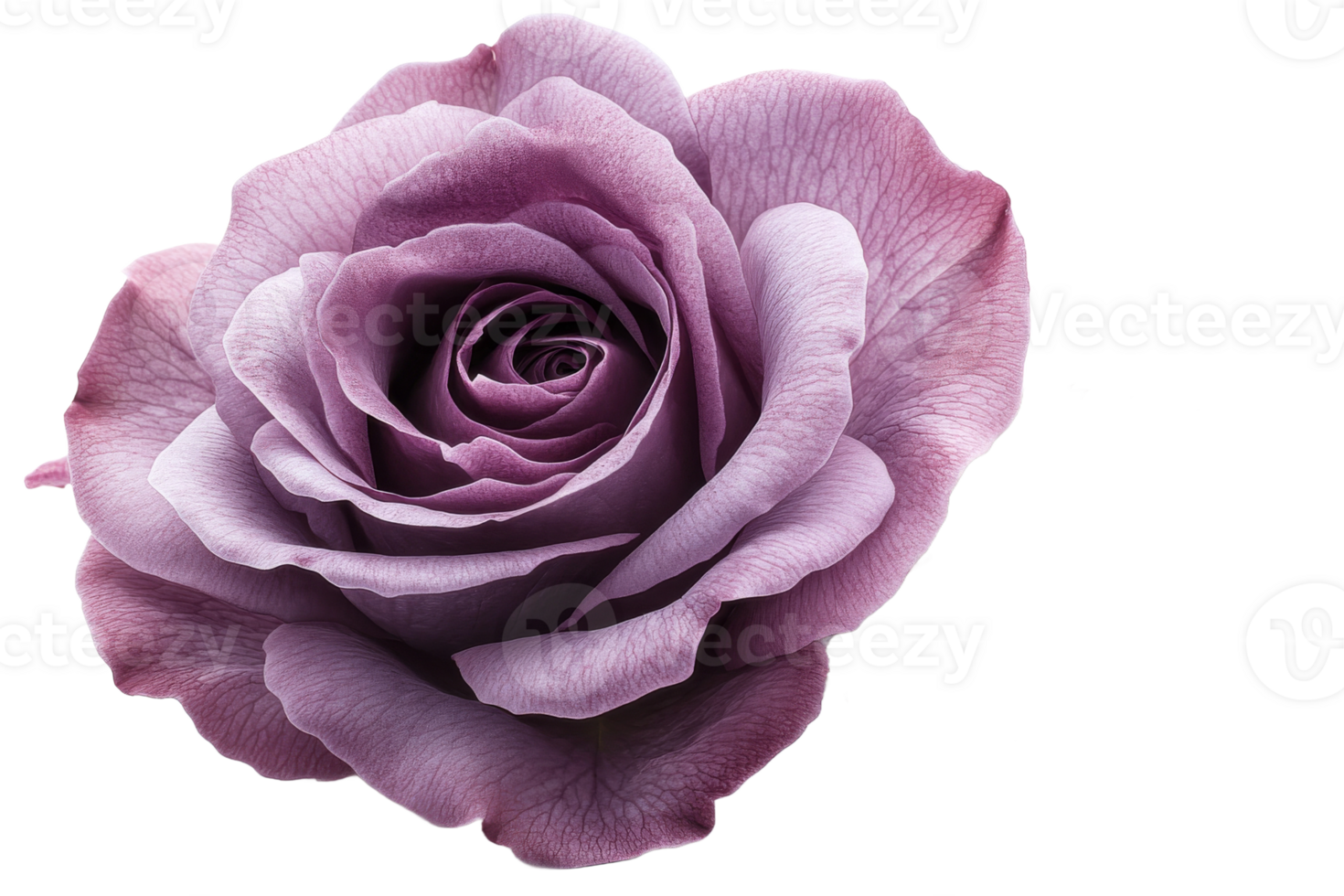 Lavender rose with delicate petals and soft hues png