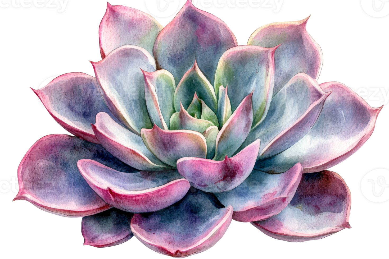 Colorful succulent plant with watercolor effects png