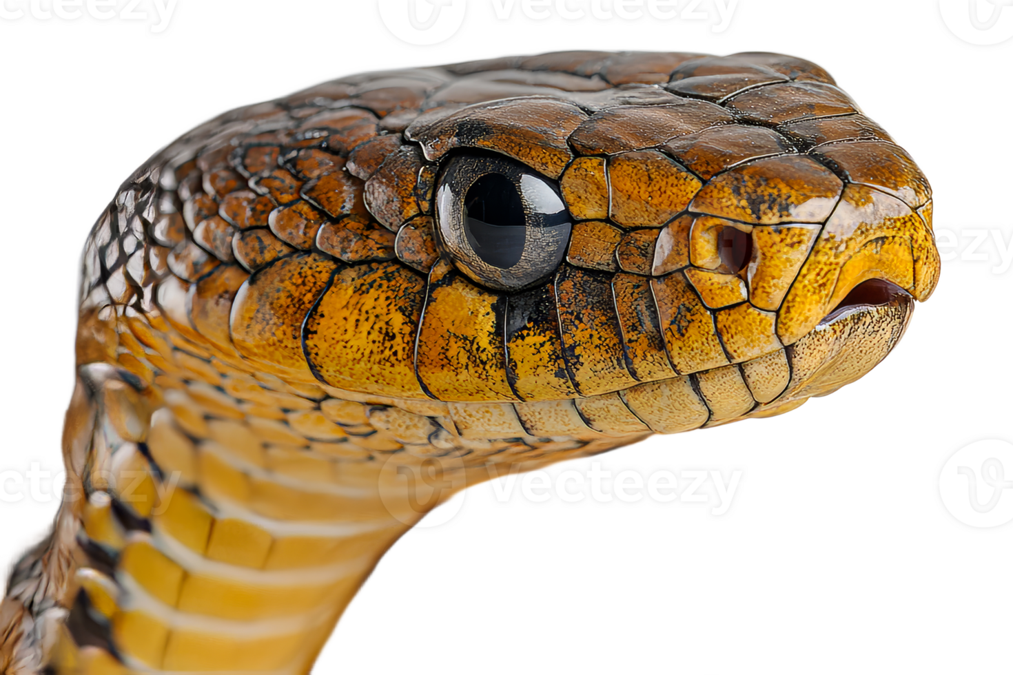 Detailed close up of a snake with vibrant colors png