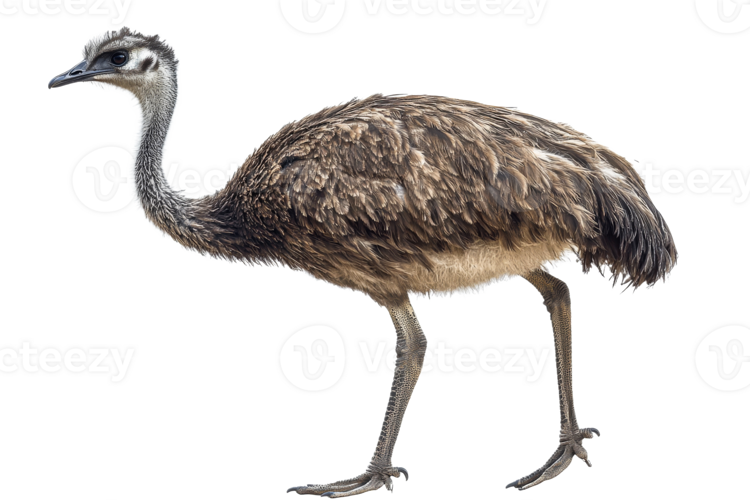 Large flightless bird standing on transparent background png