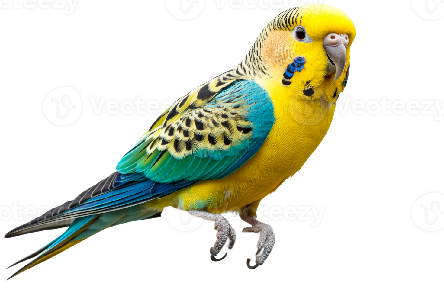 Colorful budgie perched on a branch with vibrant feathers png
