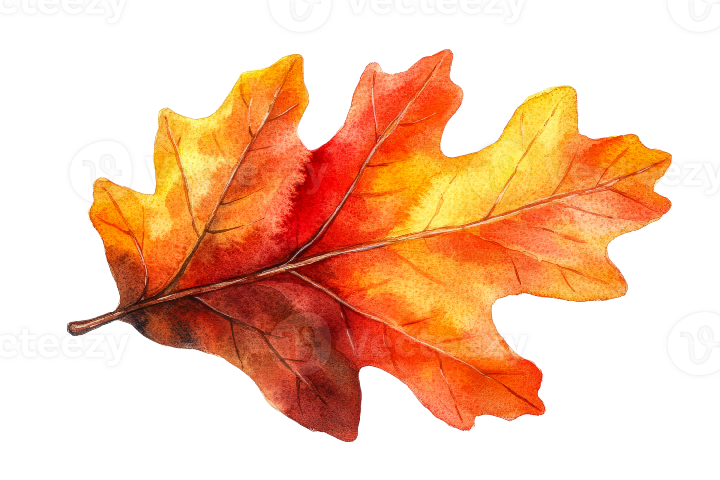 Oak leaf with autumn colors on transparent background png