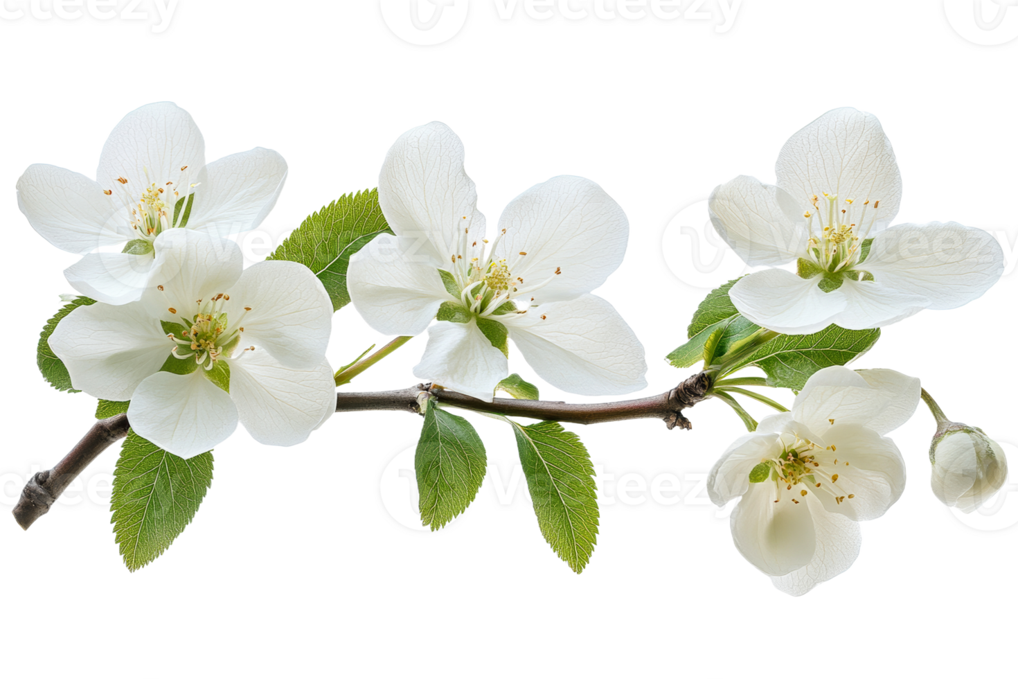 Beautiful white flowers on a branch with leaves png