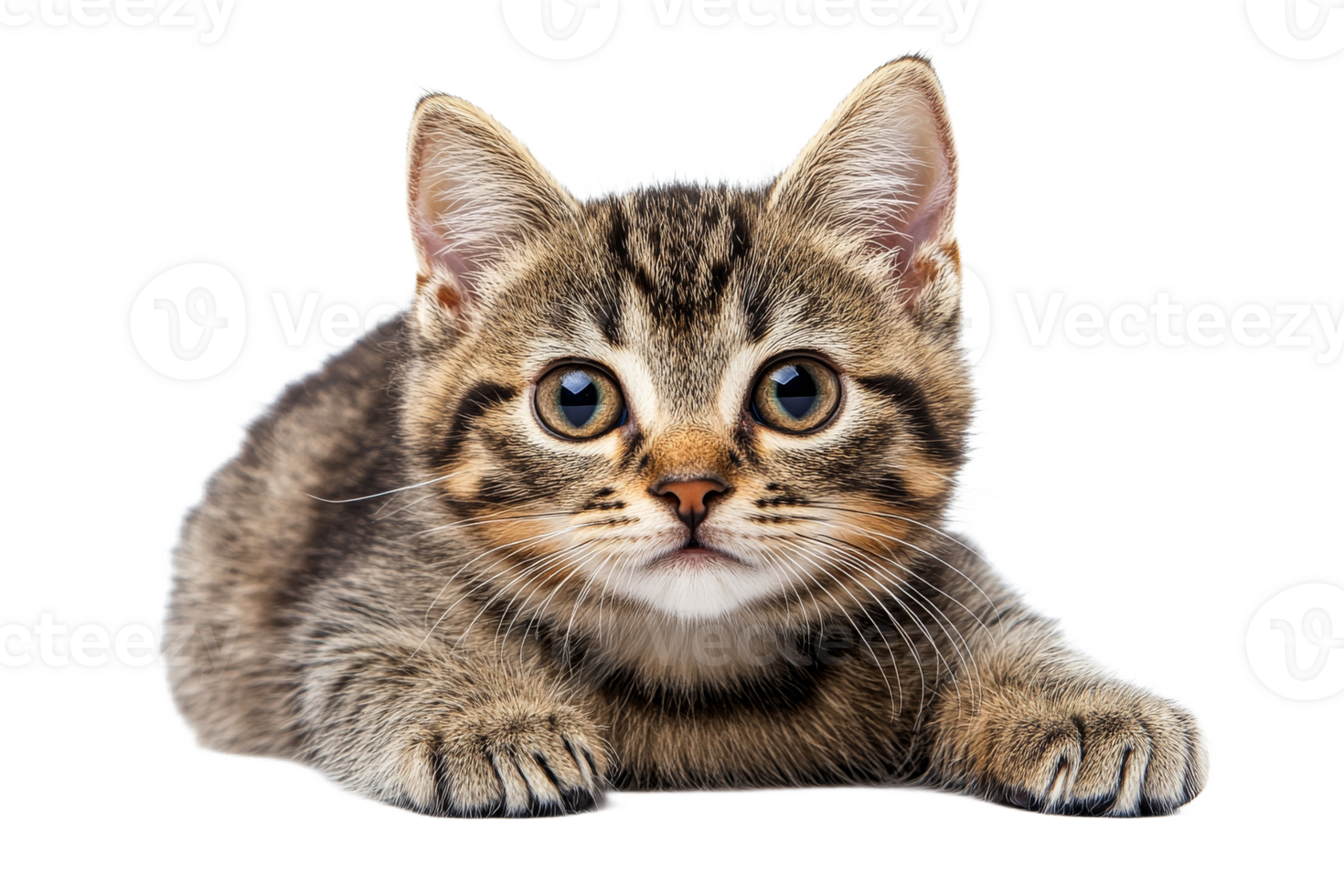 Cute tabby kitten looking curiously at the viewer png