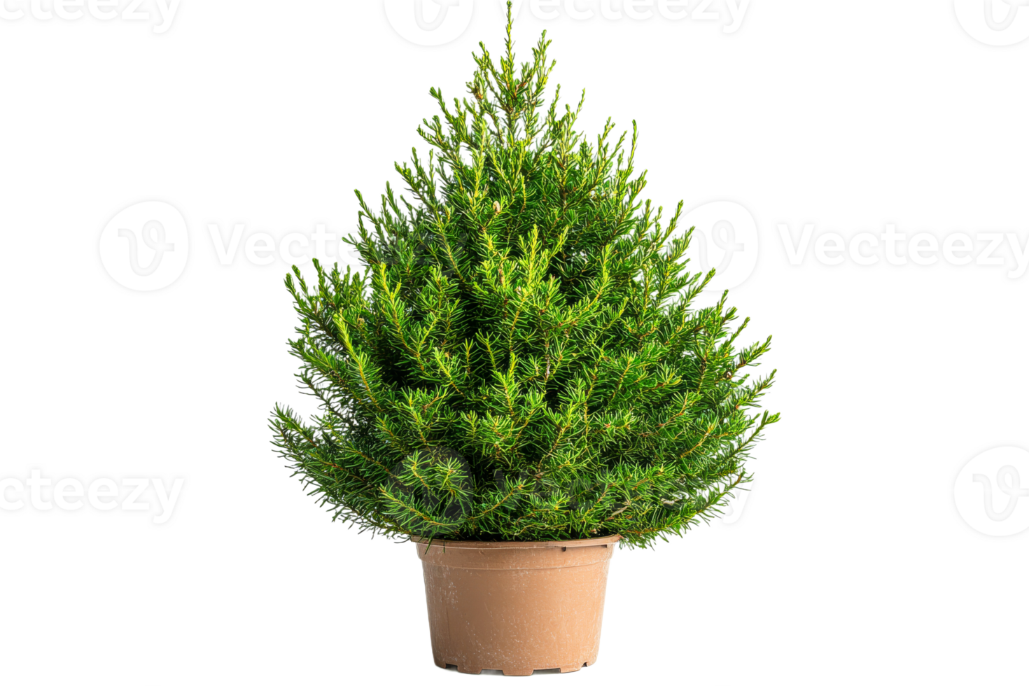 Potted evergreen shrub ready for indoor decoration png