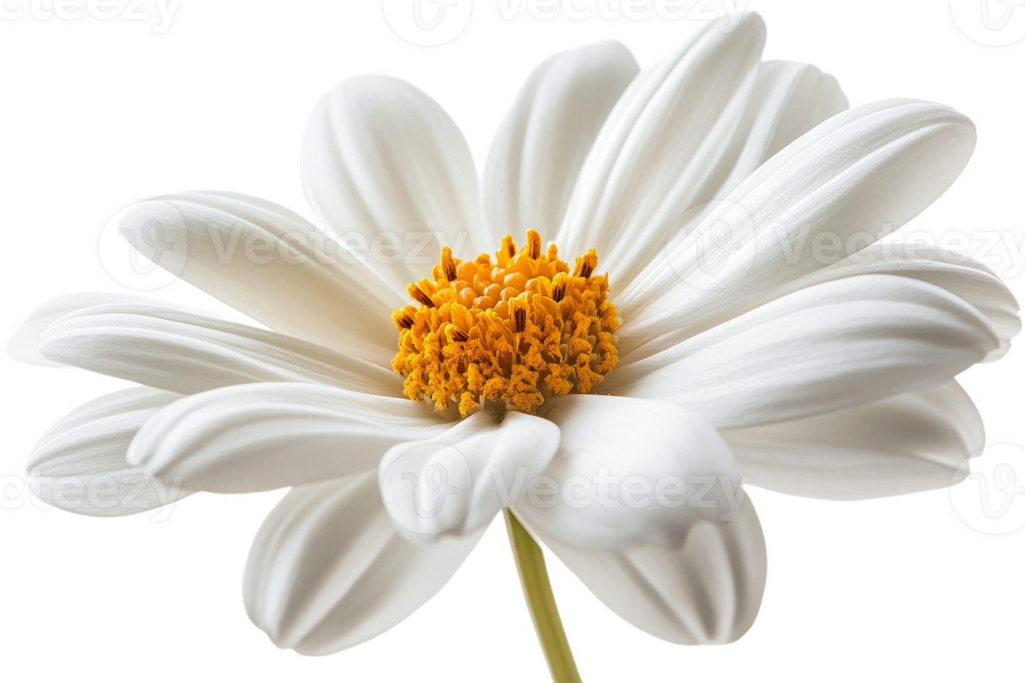 White flower with yellow center on transparent background png
