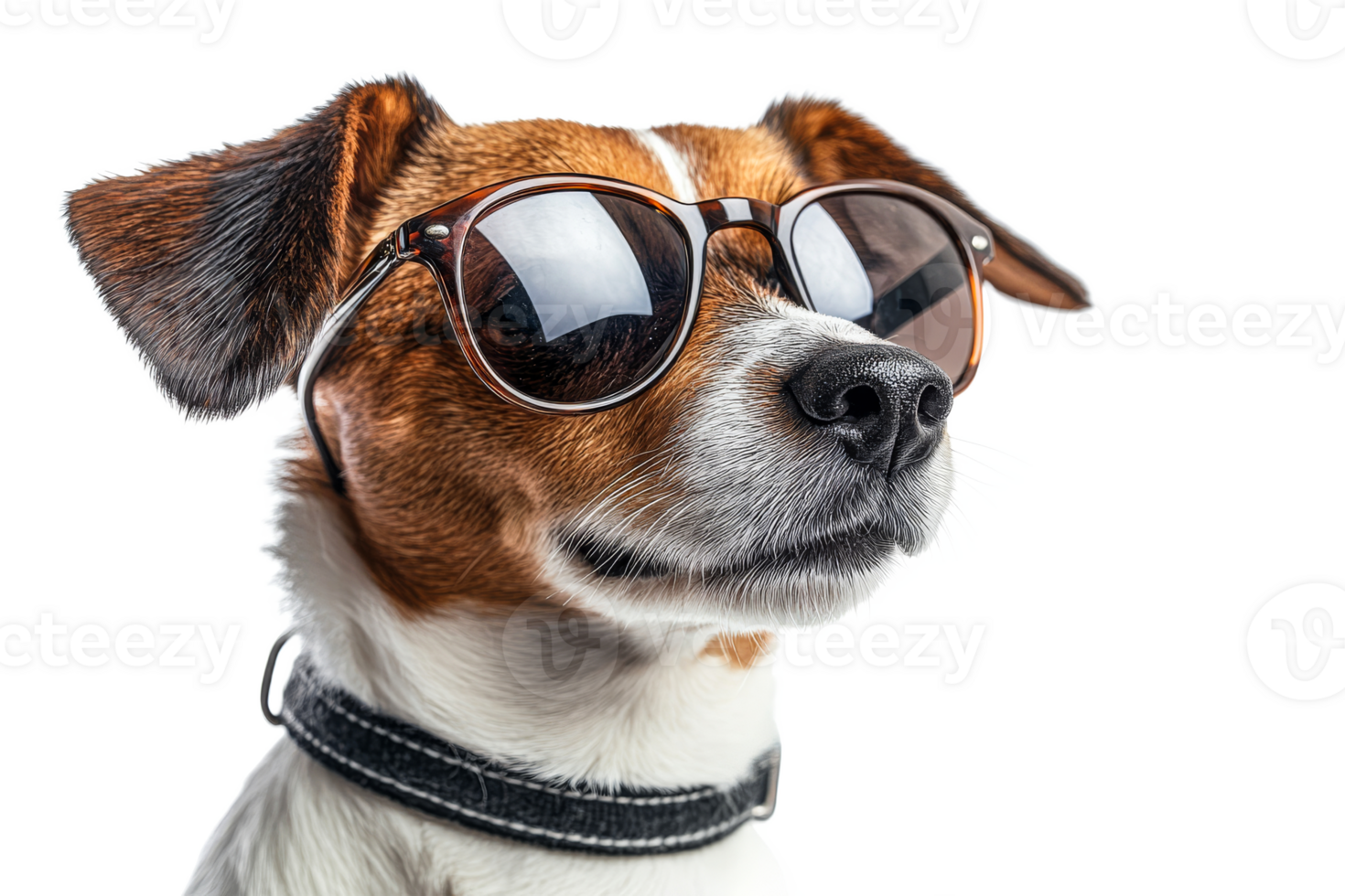 Dog wearing sunglasses with a stylish look png