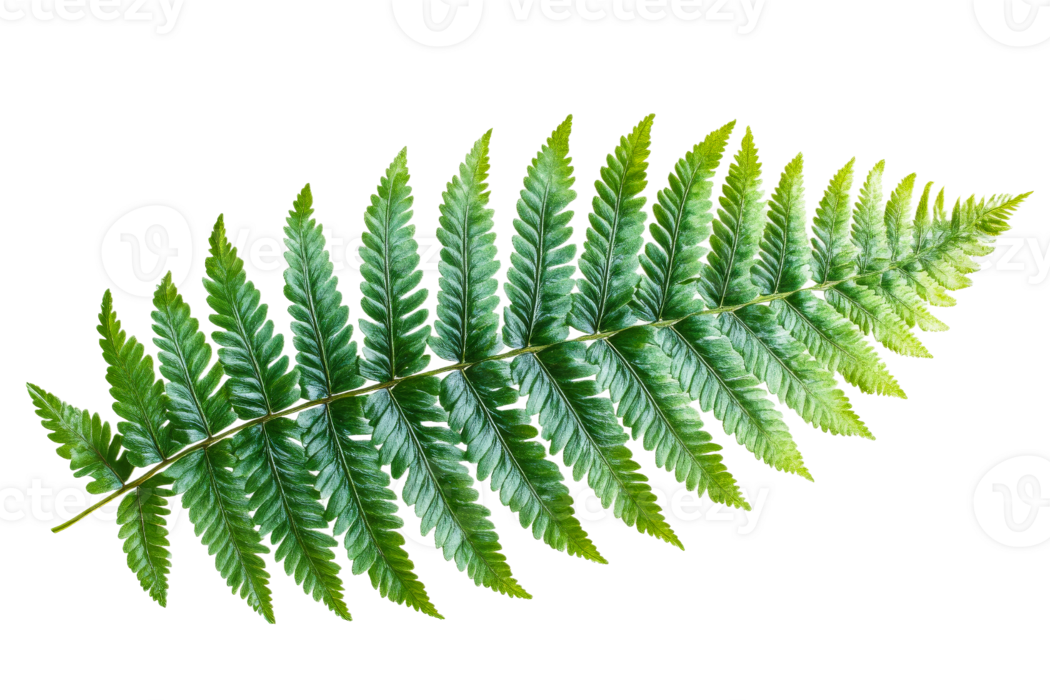 Elegant fern leaf with vibrant green color and detail png