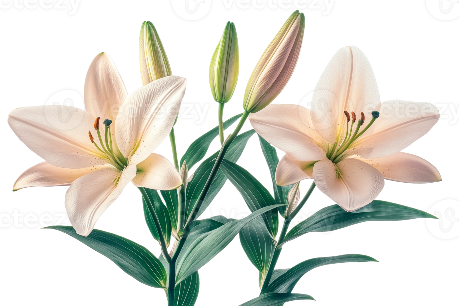 Beautiful lilies with buds on a transparent background png